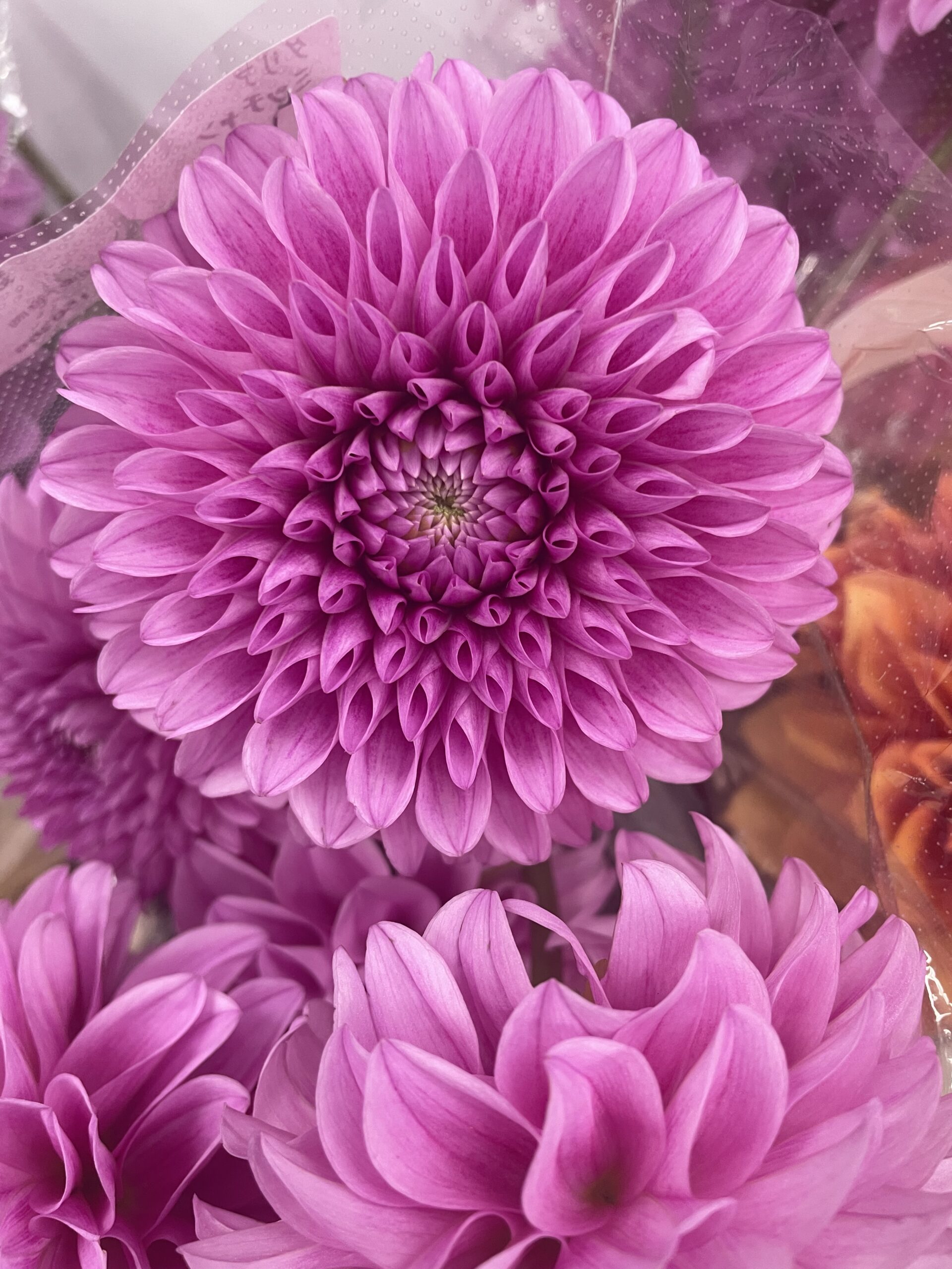 ダリア - 株式会社フラワーランゲージ