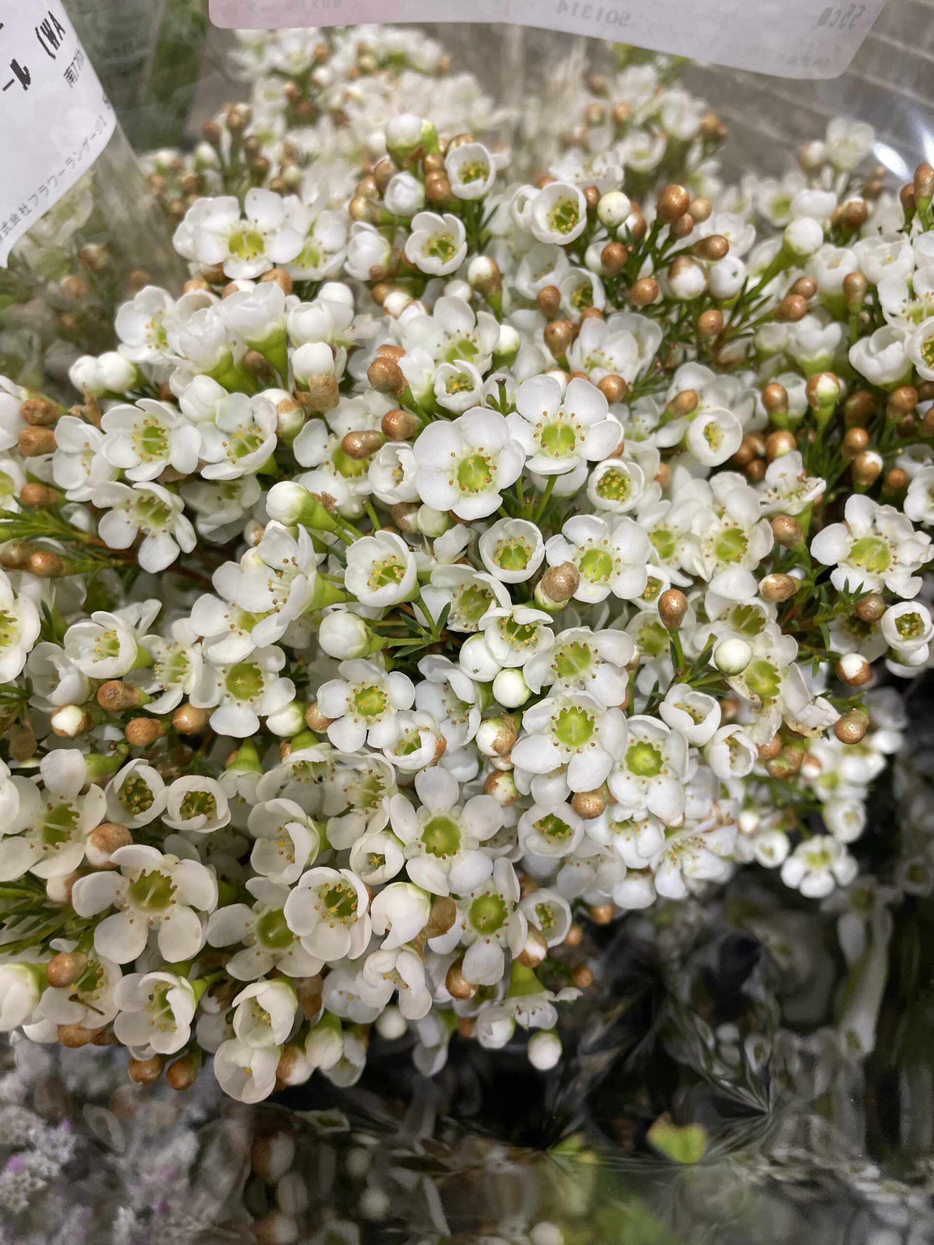 ワイルドフラワー - 株式会社フラワーランゲージ