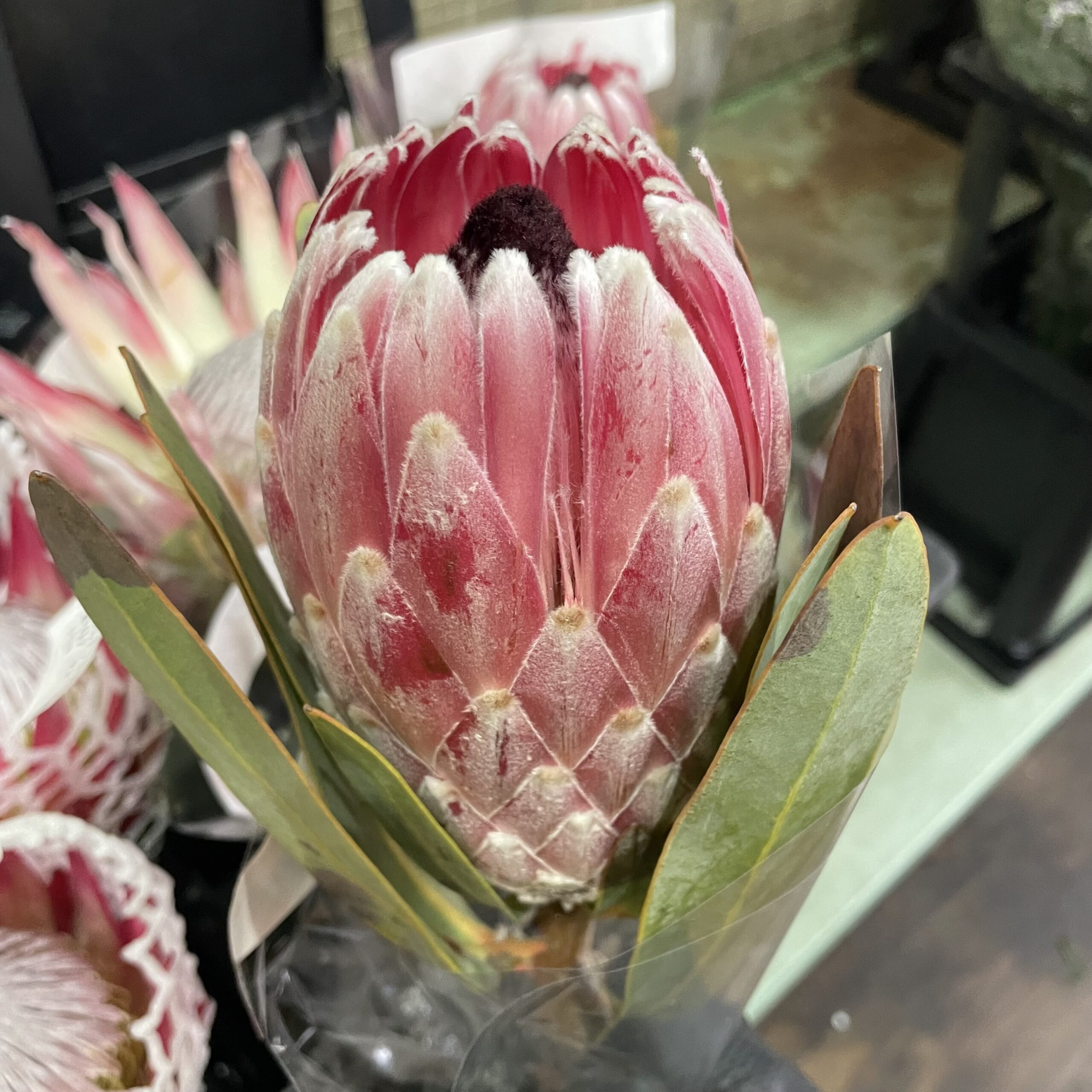 ワイルドフラワー2 - 株式会社フラワーランゲージ